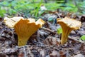 Mushroom Cantharellus cibarius