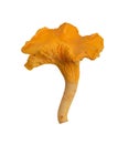 Mushroom Cantharellus cibarius