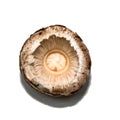 Mushroom Cap