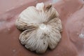 The Gill Side Of Mushroom Cap