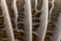 Mushroom cap texture, Mycetinis scorodonius, extreme approximation, macro photography of mushrooms in the forest