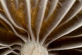 Mushroom cap texture, Mycetinis scorodonius, extreme approximation, macro photography of mushrooms in the forest