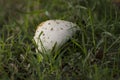 Mushroom cap under grass