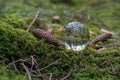 Mushroom captured with a lensball in a forest Royalty Free Stock Photo