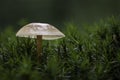 Mushroom catching light