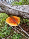 Mushroom caught under a tree trunk among green mountain vegetation in autumn.