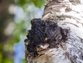 Mushroom chaga black birch close-up on the trunk of living tree Royalty Free Stock Photo