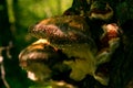 Mushroom chaga on a tree in the forest Royalty Free Stock Photo
