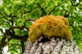 Mushroom chaga tree trunk yellow Royalty Free Stock Photo