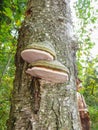 Mushroom chaga on the trunk of a tree in the forest Royalty Free Stock Photo