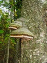 Mushroom chaga on the trunk of a tree in the forest Royalty Free Stock Photo