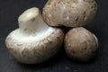 Mushroom, Champignon, Agaricus hortensis Royalty Free Stock Photo