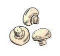 Mushroom champignon. Cartoon vector icon illustration. Han drawn vector illustration. Isolated on white background Royalty Free Stock Photo