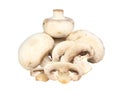 Mushroom champignon . Isolated