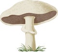 Mushroom champignon. Vector Royalty Free Stock Photo