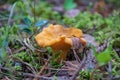 Mushroom chanterelle among moss Royalty Free Stock Photo