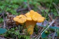 Mushroom chanterelle among moss Royalty Free Stock Photo