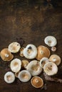 Mushroom Chanterelle over Wooden Background. Royalty Free Stock Photo