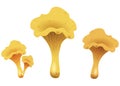 Mushroom chanterelles isolated isolated on white background. Vector Illustration.