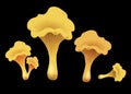 Mushroom chanterelles isolated oisolated on black background. Vector Illustration. Royalty Free Stock Photo