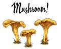 Mushroom chanterelles isolated oisolated on white background. Vector Illustration. Royalty Free Stock Photo