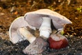 Mushroom and Chestnut 01 Royalty Free Stock Photo