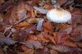 Mushroom and chestnut autumn foliage Royalty Free Stock Photo