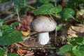 Mushroom Clitocybe nebularis,Clitocybe nebularis or Clouded Funnel in the coniferous forest Royalty Free Stock Photo