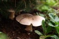 Mushroom Clitocybe nebularis growing under a fur in woods Royalty Free Stock Photo