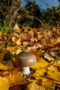 Mushroom on cloak of leaves