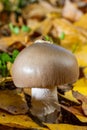 Mushroom on cloak of leaves