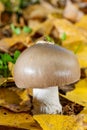 Mushroom on cloak of leaves