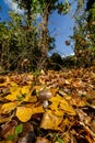 Mushroom on cloak of leaves