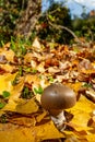 Mushroom on cloak of leaves