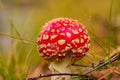 Mushroom close-up in the forrest