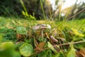 Mushroom closeup among green grass