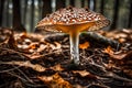 Mushroom closeup peaceful tranquil scene forest floor with ground debris