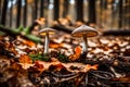 Mushroom closeup peaceful tranquil scene forest floor ground leaves