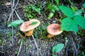Mushroom closeup view in a forest