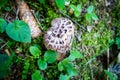 Mushroom closeup view in a forest