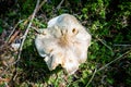 Mushroom closeup view in a forest