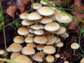 Mushroom cluster Sheated Woodtuft in forest, fall season nature in detail Royalty Free Stock Photo