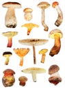 Mushroom collection