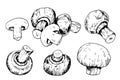 Mushroom collection with champignons in engraving style Royalty Free Stock Photo