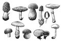 Mushroom collection illustration, drawing, engraving, line art