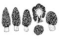 Mushroom collection with morels in engraving style