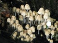 Mushroom Colony
