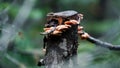 Mushroom colony on a dead tree Royalty Free Stock Photo