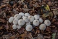 Mushroom colony with fruiting bodies Royalty Free Stock Photo