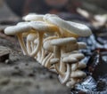 Mushroom colony.